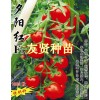 紅色小番茄-夕陽(yáng)紅種子招商（蔬菜之鄉(xiāng)-壽光）