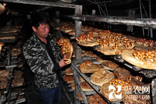 黑龍江林口縣：小小食用菌 致富大產業 