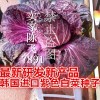 紫色白菜種子