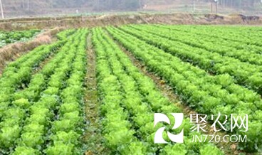 貴州鳳崗王寨鎮蔬菜基地里蔬菜長勢喜人