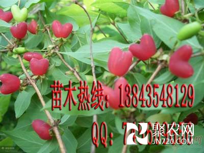 愛情果-愛情樹-相思果1相思樹苗木熱線：13843548129 QQ ：745609656