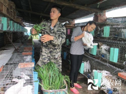 監利農村一對青年夫妻創業養肉兔奔富路