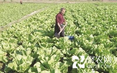 廣東揭陽龍潭鎮陂尾樓村因地制宜發展芥菜種植業