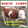 2015肉牛育肥牛犢最新價格