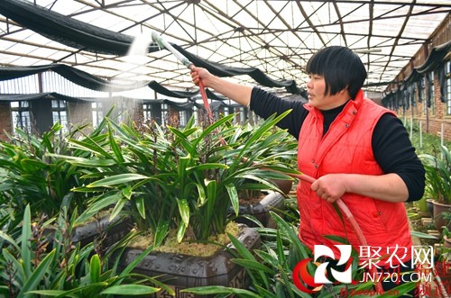 福建連城農家女身殘志堅 帶領村民種植蘭花脫貧致富