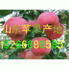 １５２６６６８８５８５山東冷庫(kù)紅富士蘋(píng)果信息價(jià)格