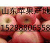 低價(jià)供應(yīng)紅富士蘋(píng)果15288806558