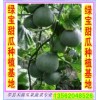 綠寶甜瓜大量上市莘縣禾源瓜果蔬菜專業(yè)合作社