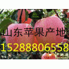 大量出售紅富士蘋(píng)果15288806558