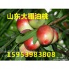 15953983808山東大棚油桃價(jià)格/供應(yīng)山東大棚油桃