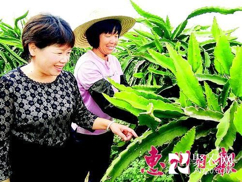 廣東惠州市汝湖火龍果女種植能手帶動同村姐妹致富