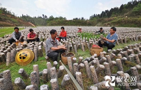 貴州天柱遠(yuǎn)口：芹田黑木耳喜獲豐收