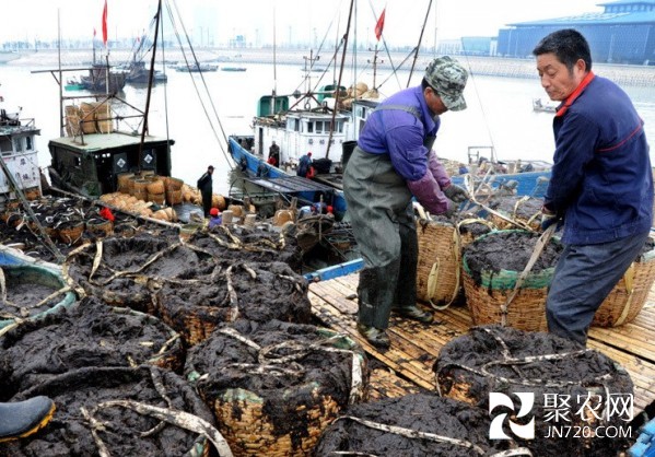 江蘇連云港沿海13萬畝紫菜大豐收 畝收益近5萬元