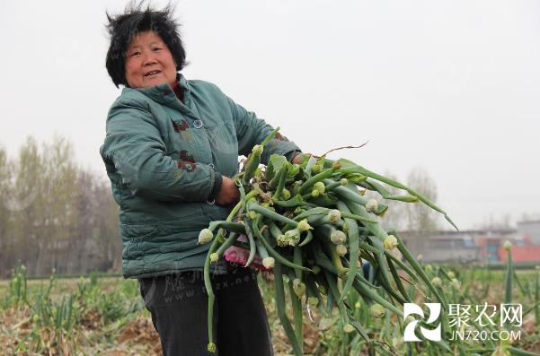 山東滕州大蔥滯銷 蔥農(nóng)無奈白送