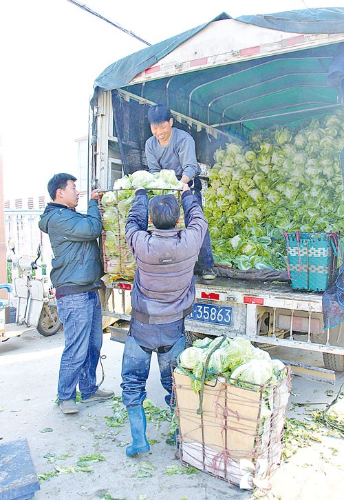 湖北孝感市花菜豐收銷四方