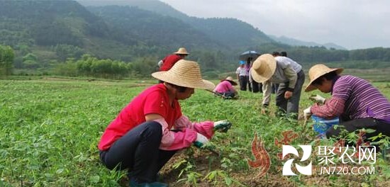 廣東云浮市云城區前鋒鎮發財樹種植前景看好 基地育種規模近100萬苗