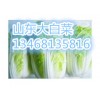 山東臨沂大白菜山東日照大白菜大量供應