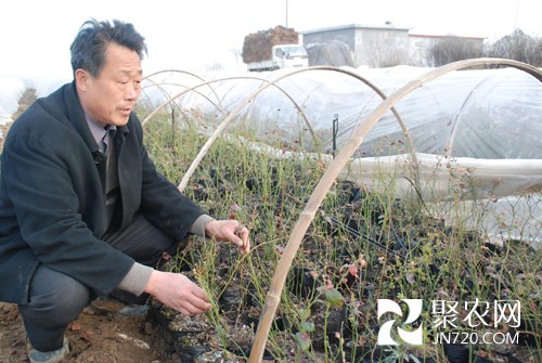 “藍莓大王”牛繼運賣房返村創業圓富夢