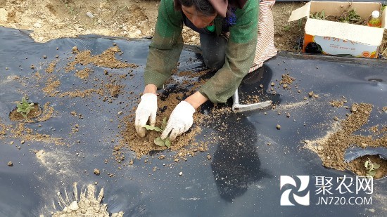 西藏藏藥材分布廣泛 林芝多縣種植16個品種