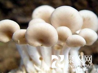 福建羅源縣秀珍菇助力農戶走上致富路