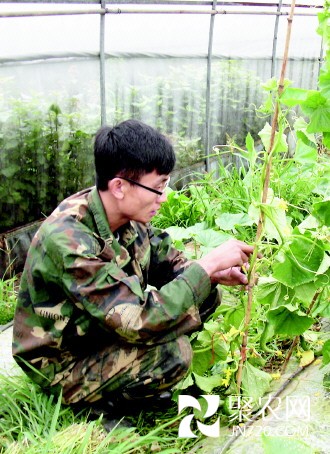 三個80后志愿者的蔬菜經