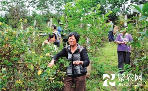 四川內江：進入采摘期 金銀花鋪滿牛橋村村民致富路