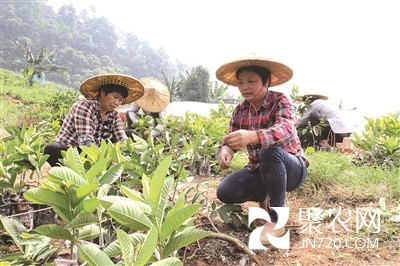 福建南靖：臺灣紅心芭樂助力果農致富