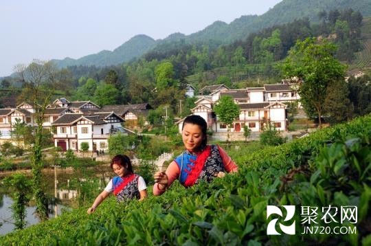 荒山披“茶綠” 貴州湄潭農村的蛻變之路