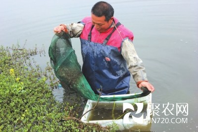 金華農民顏豐養河蝦連虧10年 不放棄終究走上致富路