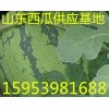 15953981688山東西瓜種植基地批發(fā)中心購(gòu)銷基地