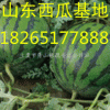 18265177888山東西瓜批發(fā)價(jià)格