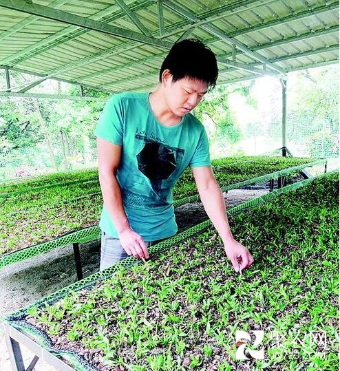 廣東惠州市荔枝樹上種鐵皮石斛