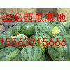 15563215666誠(chéng)信代辦農(nóng)戶西瓜