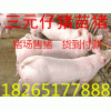 山東仔豬18265177888三元仔豬價(jià)格