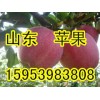 15953983808山東蘋(píng)果/黃金梨產(chǎn)地