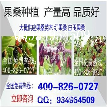 供應(yīng)廣西中華黑豚鼠種苗回收商品