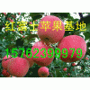 15762399979【山東蘋果產(chǎn)地/ 黃金梨批發(fā)價格】