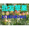 山東蘋果批發(fā)15192887801山東蘋果最新價(jià)格