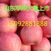 【15266681888】山東蘋果產(chǎn)地價格