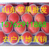 15762911888山東蘋(píng)果價(jià)格嘎啦蘋(píng)果降價(jià)批發(fā)