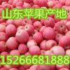 【15266681888】山東嘎啦蘋(píng)果行情-美八蘋(píng)果價(jià)格