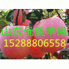 供應(yīng)湖南紅星紅將軍紅露蘋果批發(fā)價格預(yù)測