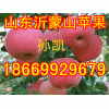 18669929679山東沂蒙山紅星紅將軍蘋果價格