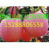 早熟紅富士蘋果價(jià)格 精品紅富士蘋果價(jià)格