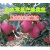 13668696760紅富士價格山東蘋果產(chǎn)地批發(fā)