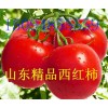 出售山東優(yōu)質(zhì)西紅柿