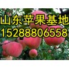 紅富士蘋(píng)果基地 紅富士蘋(píng)果廠家直銷