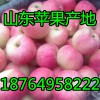 18764958222蘋果/紙袋/膜袋/紙夾膜紅富士產(chǎn)地價格