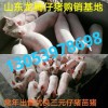 13053978698山東仔豬報(bào)價(jià)常年出售優(yōu)良仔豬