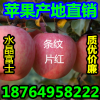 １８７６４９５８２２２紅富士蘋果產地價格/山東紅富士蘋果代收